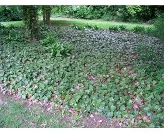 Isolaatio muratti maanpeitteeksi