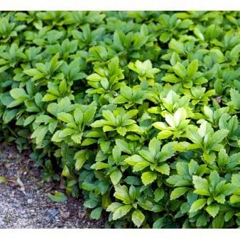 Ikivihreä talvikiilto