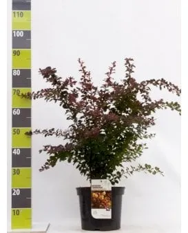 Punainen berberis pensasaidalle